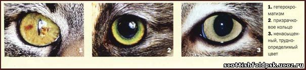 глаза кошек