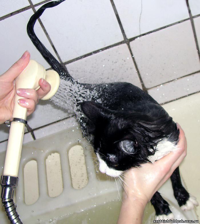 Можно мыть кошку мылом. Мытье кошки. Помытая кошка. Кота моют. Кошка моется.